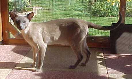 Bethanjo Bluewizard.jpg (19306 bytes)