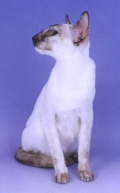 bicedspice01pg.jpg (7558 bytes)