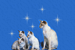bset1.gif (6721 bytes)