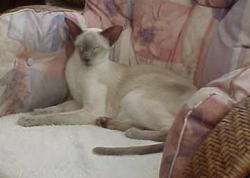 Snowgoose - What an exhausting life !.jpg (9123 bytes)