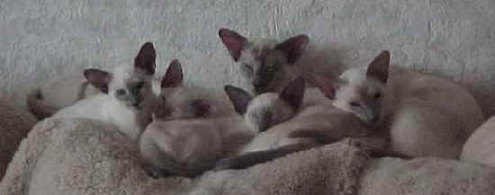 Mother & Babies..jpg (14235 bytes)