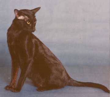 pennyblack.jpg (6822 bytes)