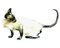 sia_4.gif (8448 bytes)