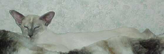 xsarabethanjosnowbird.jpg (8652 bytes)